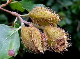 The loss of beech trees to BBD will affect many animal that depend on nutritious beechnuts for food