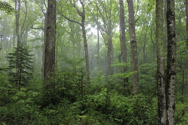 Scene of deep, cool, dense north woods forest, typical at Pictured Rocks
