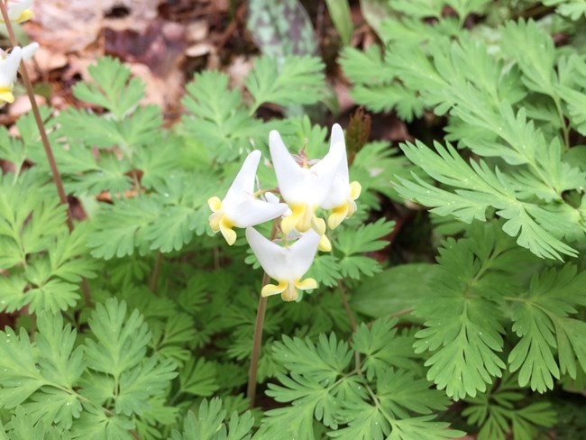 Close-up of one Dutchman's breeches flower and leaves