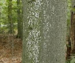 White spots on the bark of beech trees is a clear indication of Beech Bark Disease