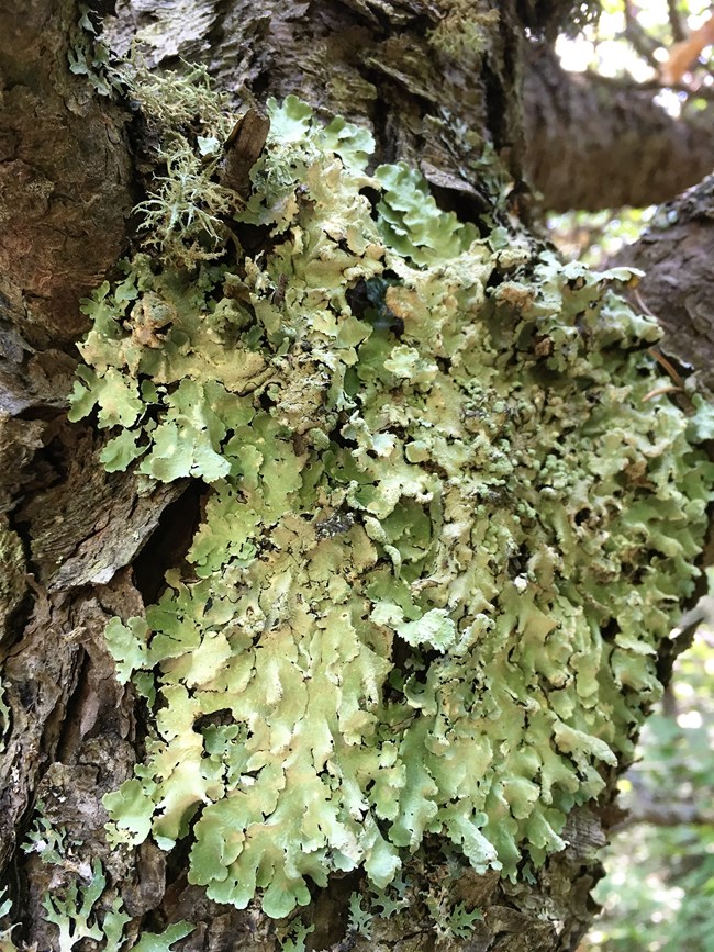Green leaf-like foliose lichen attached to tree bark