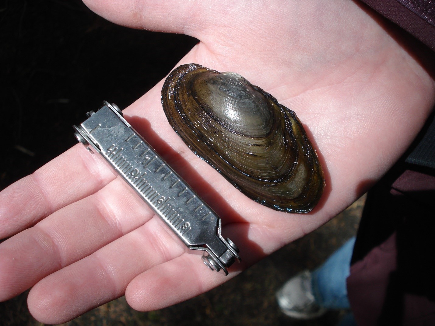 A mussel sits in a biologist's hand next to a ruler.
