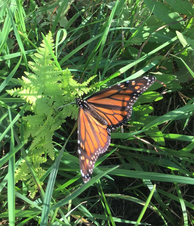 Monarch butterfly resting on fern