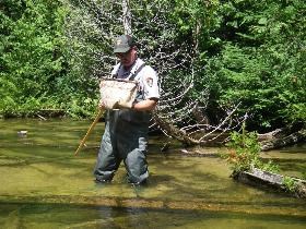 Park ranger standing knee deep in a pond examines dragonfly larvae in a net.