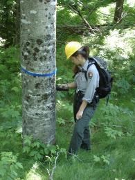 Park researcher inspecting a marked potentially resistant beech tree in the backcountry.