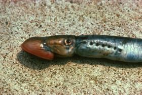 Sea lamprey on the ground, showing head and gill area