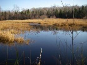 Scene of a typical freshwater marsh with grasses surrounding open water.