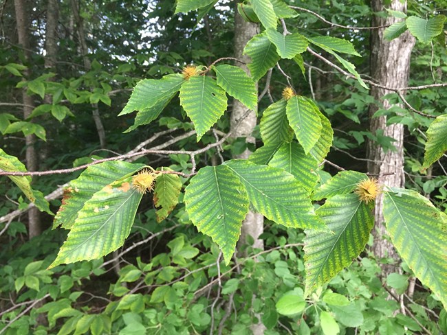 Photo of beech leaves and nuts in late summer
