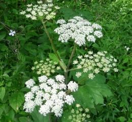 Close-up of cow parsnip showing the bright white umbels and palmate leaves below.