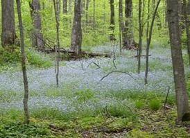 A carpet of light blue invasive forget-me-not flowers covers the forest floor.
