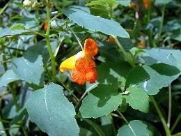 Close-up of an orange-yellow jewelweed flower and its leaves.