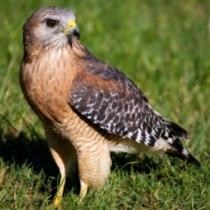 Red-shouldered hawk on ground, showing its reddish breast and shoulders.