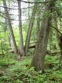 Trunks of northern white cedar stand in wet soils in an Upper Peninsula conifer swamp.