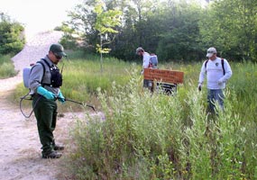 The exotic plant management team uses backpack sprayers to control spotted knapweed along a trail near the Log Slide.