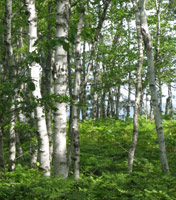 White birch trees stand against the background of blue sky and Lake Superior.