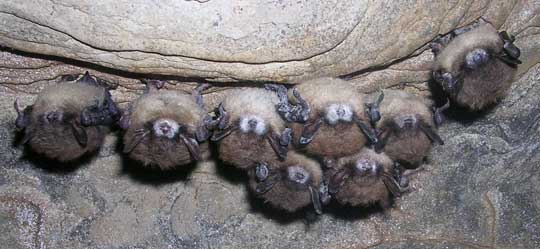 hibernating bats with white-nose syndrome