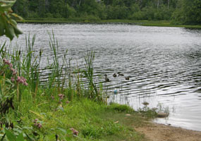 Ducks enjoy a swim on Little Beaver Lake, near the boat launch.