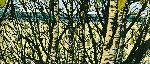 Art Birch Trees - McCaffery & Rudd