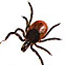 Deer tick (Image from American Lyme Disease Foundation)