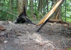 This fire scar resulted from a backpacker's illegal campfire that was not extinguished.&nbsp;