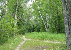 There's a fork in this trail near the Twelvemile Beach Campground, winding through a white birch forest.