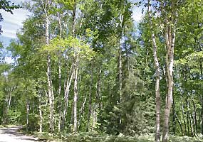 This white birch forest is located along the entrance road to Twelvemile Beach Campground at Pictured Rocks National Lakeshore. This white birch forest is located along the entrance road to Twelvemile Beach Campground at Pictured Rocks National Lakeshore.
