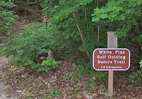 The White Pine Trail begins at the Little Beaver Lake Campground. The White Pine Trail begins at the Little Beaver Lake Campground.