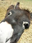 Donkey