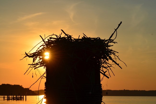 An osprey nest sitting on a pier in the Potomac River at sunset.