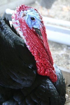 Black Turkey at the National Colonial Farm at the Accokeek Foundation