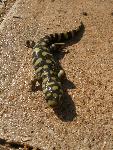 Tiger Salamander 6-07
