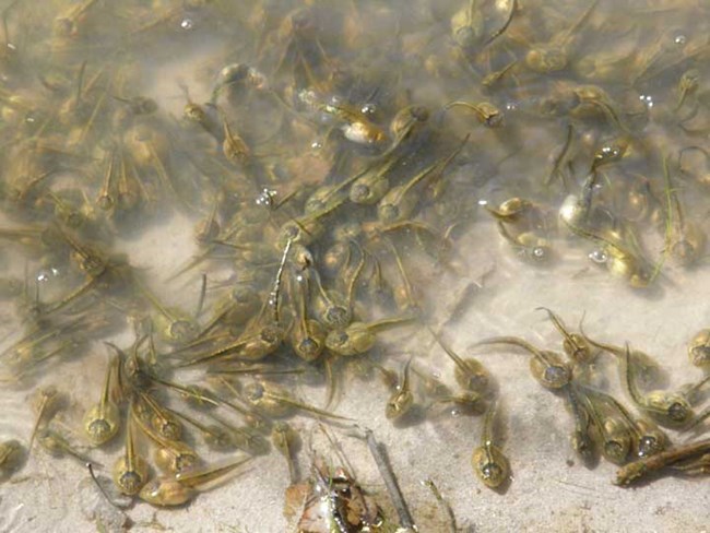 Spadefoot Tadpoles at Pipe Spring National Monument