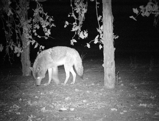 Coyote at Night