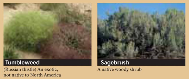 Tumbleweed and Sagebrush