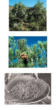 Juniperus Osteasperma, Pinus Edulis, Pinyon Nuts