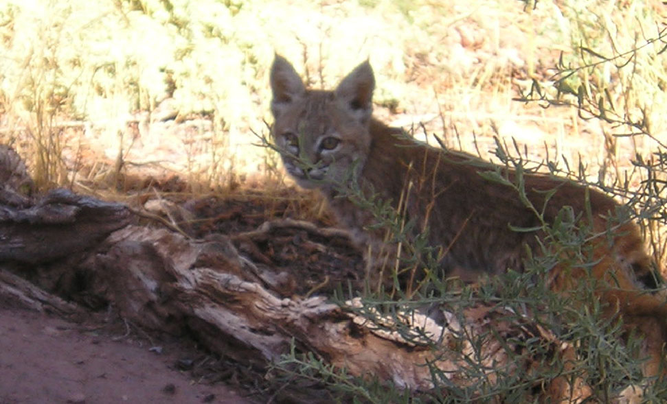 Baby Bobcat