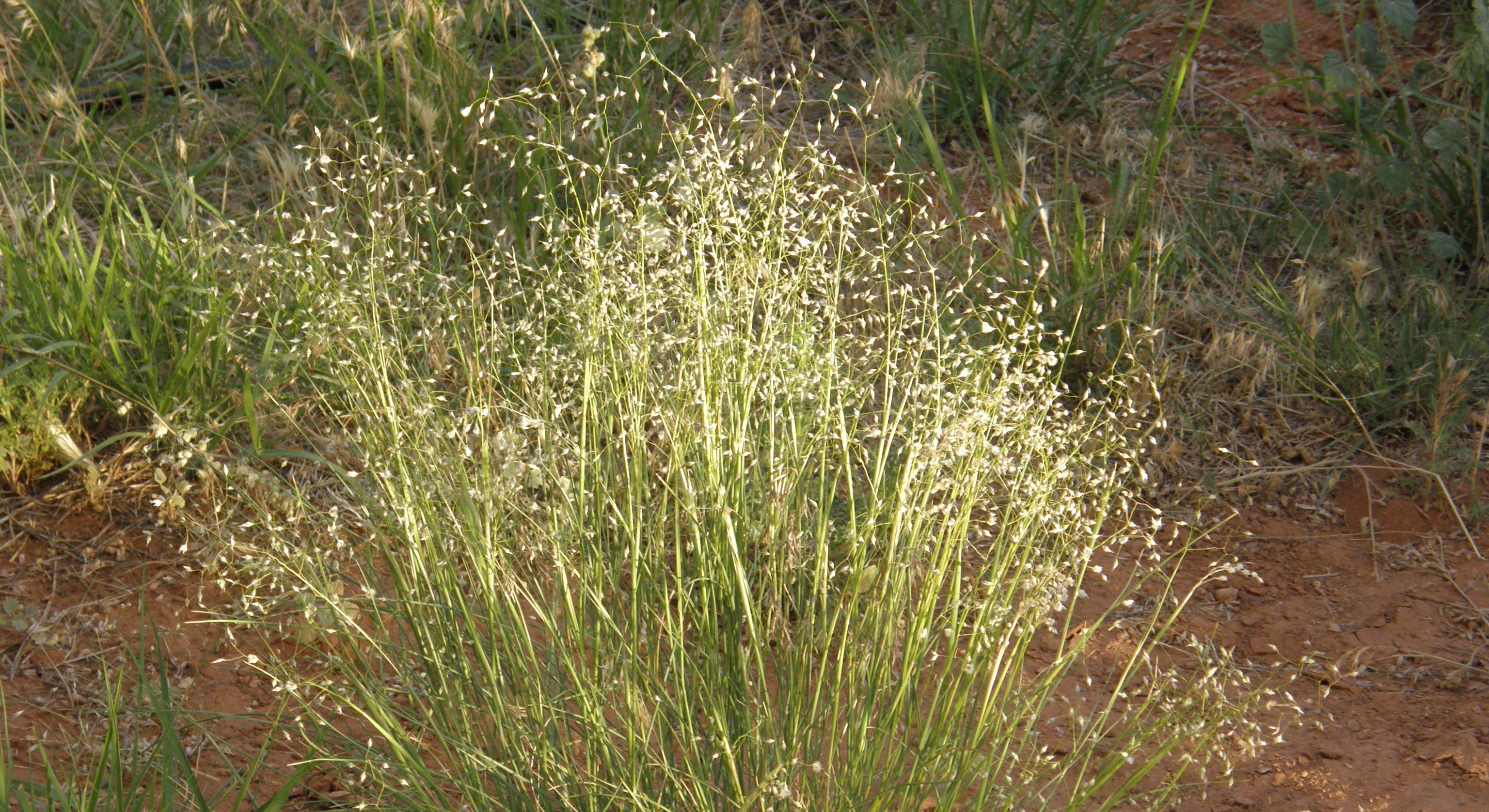 Indian Ricegrass