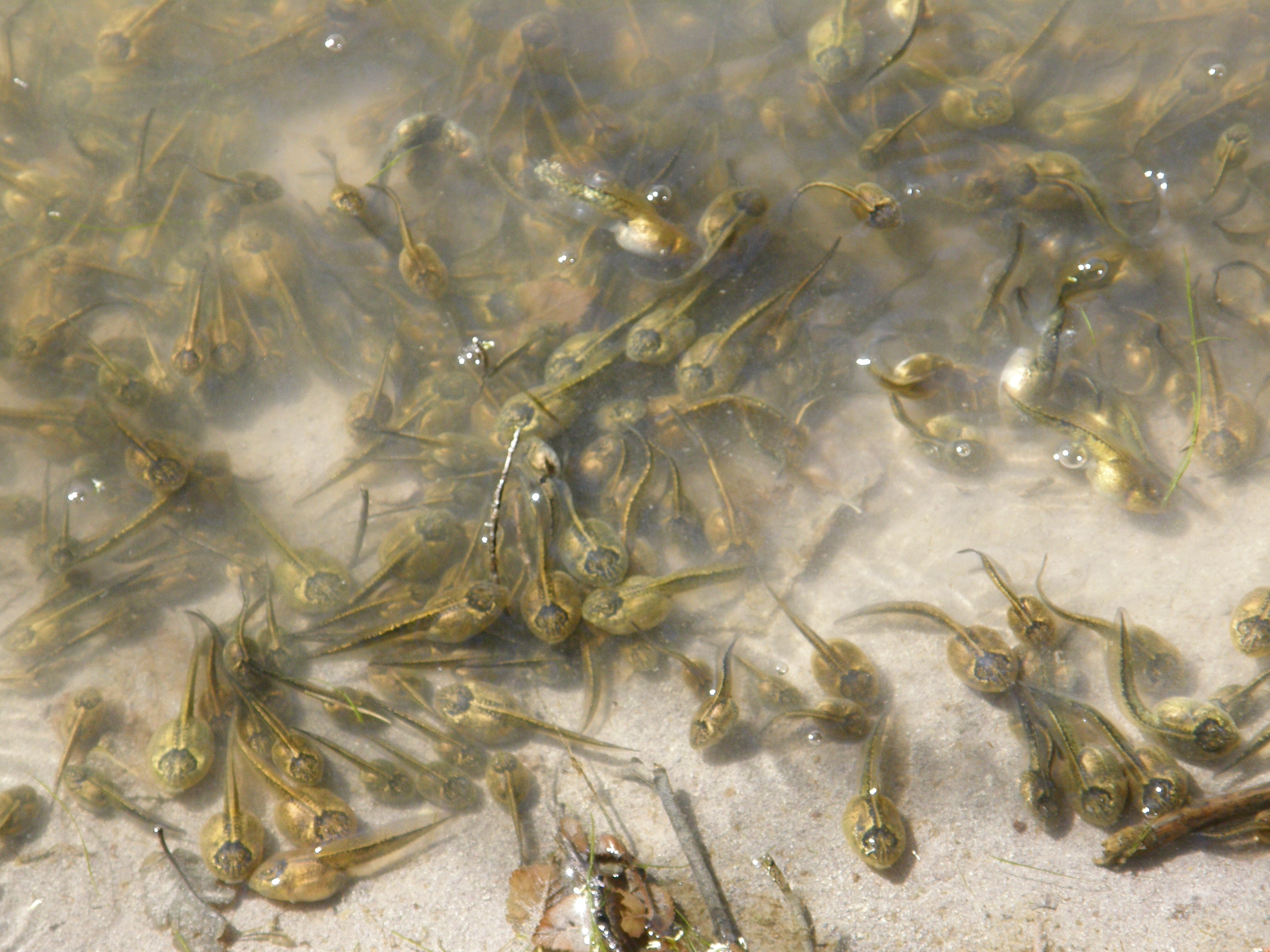 Spadefoot Tadpoles 