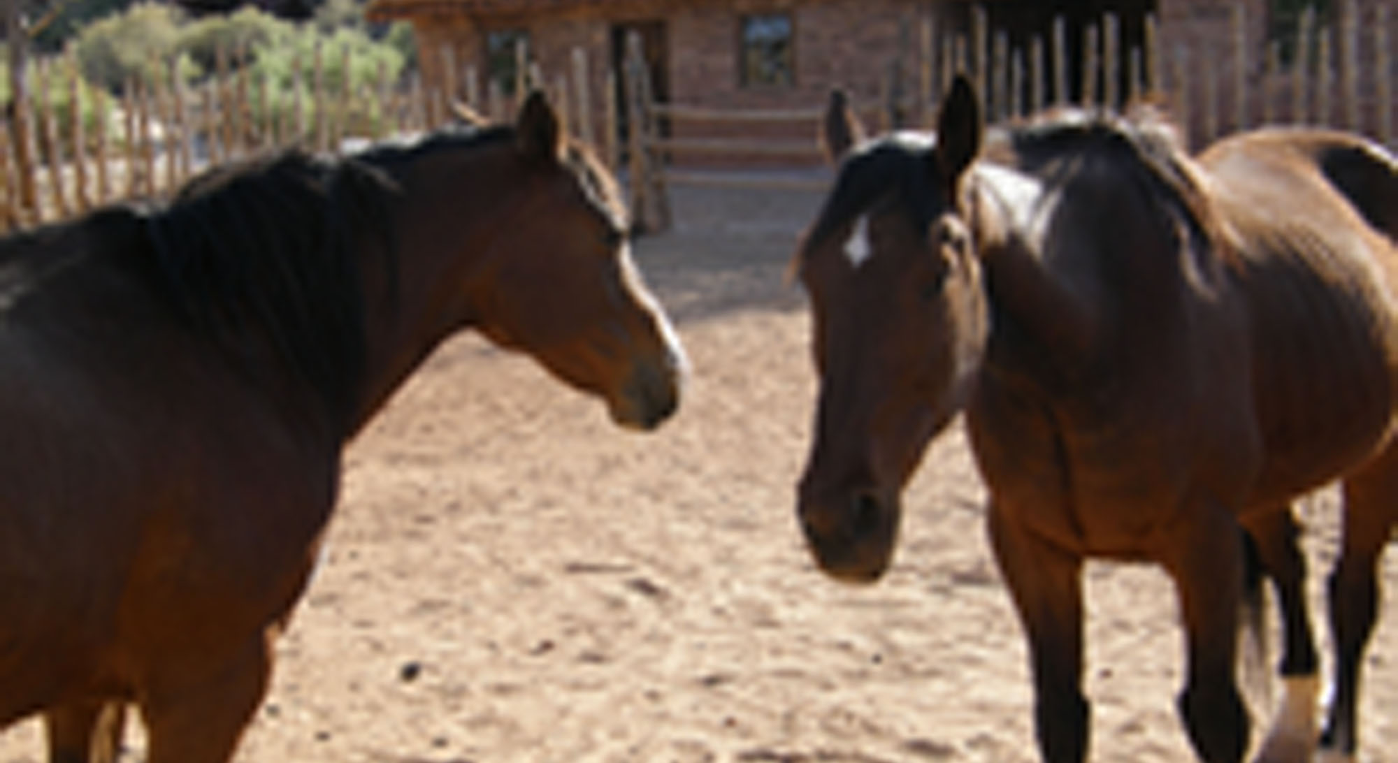 Horses