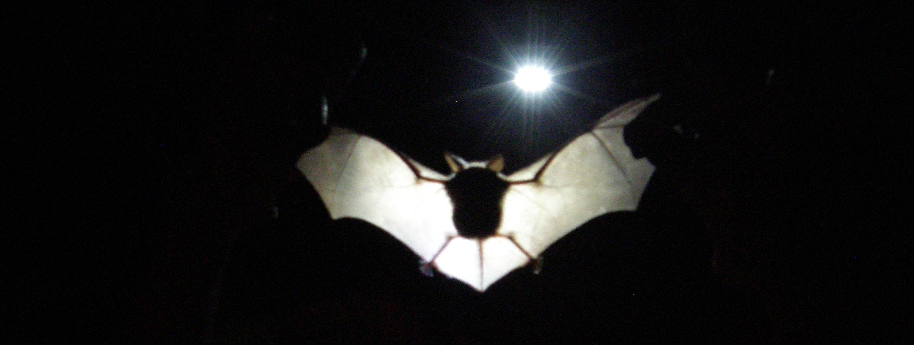 Bat
