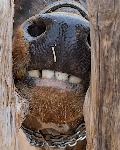 Nose