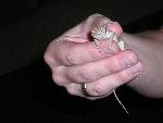 Baby Desert Spiny 