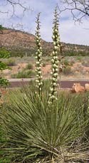 Kanab Yucca