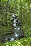 Brook along Great Allegheny Passage