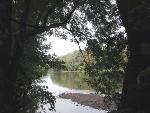 Trees Frame Potomac