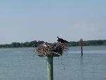 Osprey