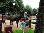 Meeting the Mules