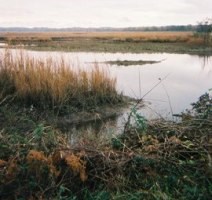 Marsh in Southern Maryland