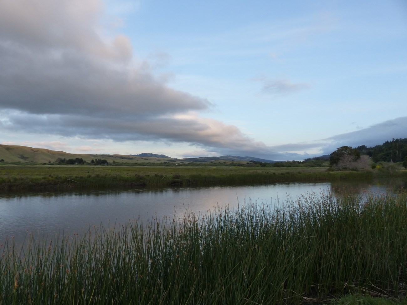 A broad, placid creek flows past tule in the foreground with a flat, green wetland beyond the creek.