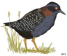 Illustration of a black rail.